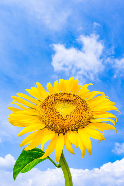 istock Sunflowers look up the hot summer blue sky! 1134233275