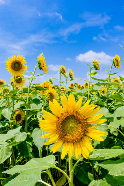 istock Sunflowers look up the hot summer blue sky! 1134233289