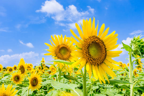 istock Sunflowers look up the hot summer blue sky! 1134233302