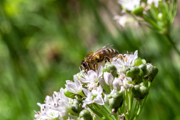 istock Bee collects nectaring on white flowers 1134235356