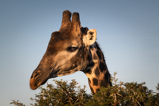 Big close-up of Giraffe's head.