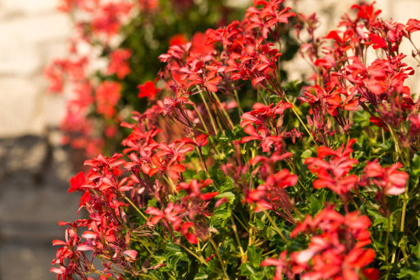 istock Red garden geranium flowers 1134239148