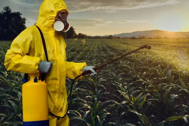 Worker spraying toxic pesticides or insecticides on corn plantation