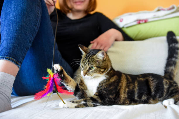 istock Young woman playing with her cat using a toy 1134240216