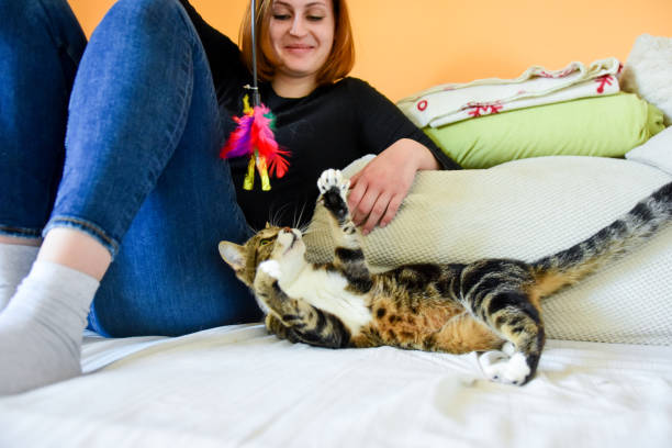 istock Young woman playing with a domestic cat and using a cat toy 1134240604