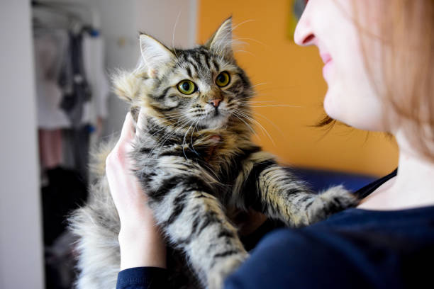 istock Young woman playing with her pet cat 1134241286