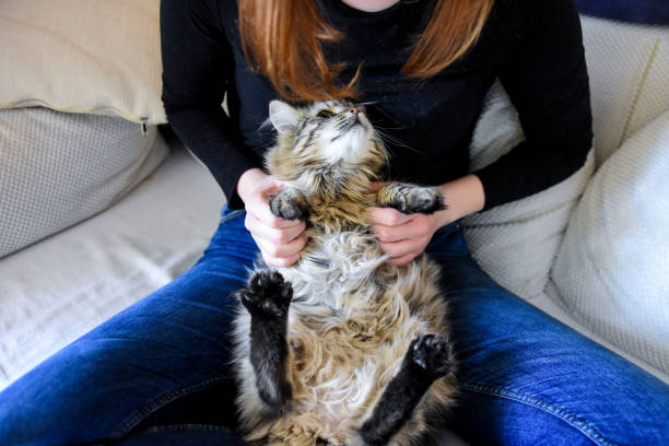 istock Young woman playing with her cat 1134241289