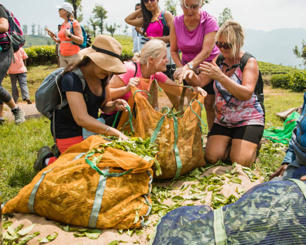 tourists harvesting tea leaves - tea crop picking indian culture tea leaves imagens e fotografias de stock