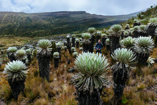 Young hiker is looking to the magic plants in the Paramo de Oceta in Boyaco, Colombia stock photo