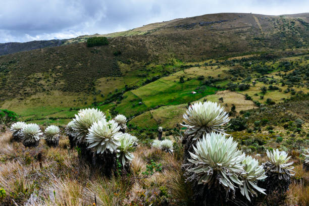 istock Paramo de Oceta in Boyaco, Colombia 1134242402