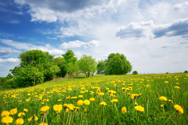 istock Field with dandelions and blue sky 1134243562