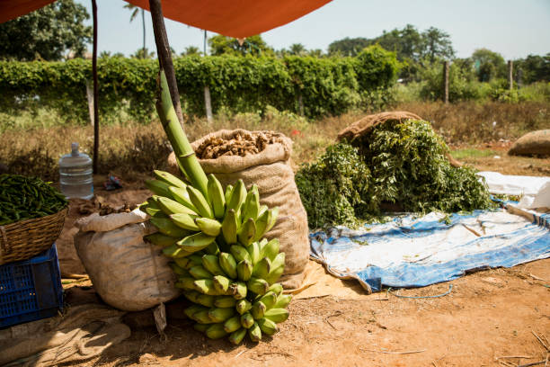 Box of Yellow Bananas for sale at supermarket