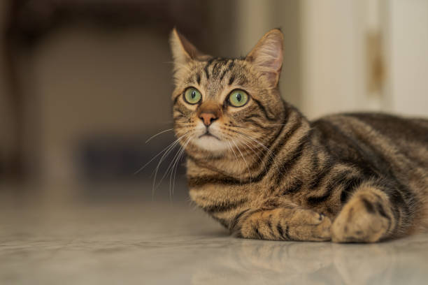 istock Beautiful short hair cat at home 1134244308