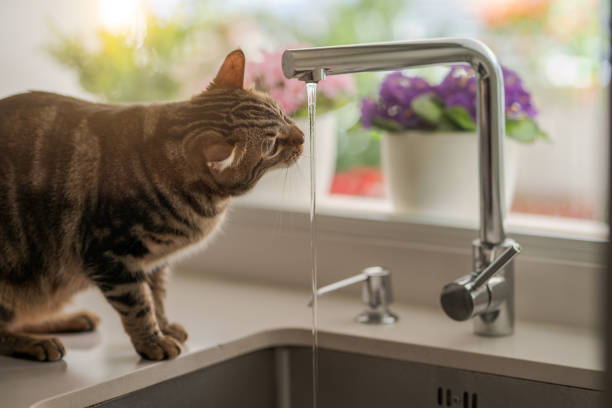 istock Beautiful short hair cat at home 1134244329