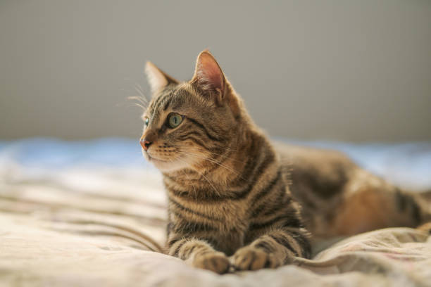 istock Beautiful short hair cat at home 1134244443