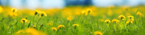 feld mit löwenzahn. nahaufnahme der gelben frühlingsblumen - dandelion wildflower field flower stock-fotos und bilder