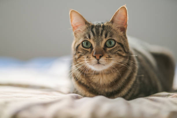 istock Beautiful short hair cat at home 1134244636