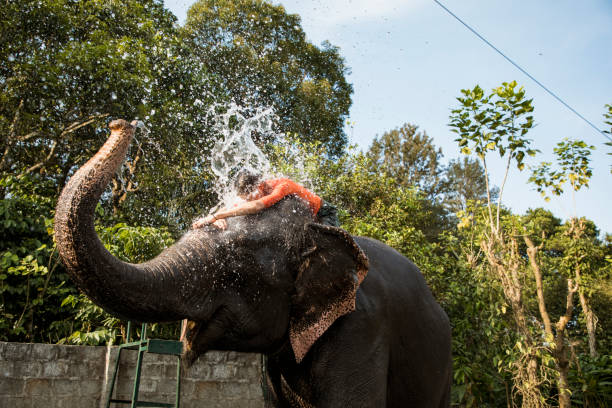 Elephant Spraying Tourist with Water A low-angle view of a caucasian woman riding an excited indian elephant, the woman is enjoying herself in Kerala, India, while the elephant sprays her with water. periyar wildlife sanctuary stock pictures, royalty-free photos & images