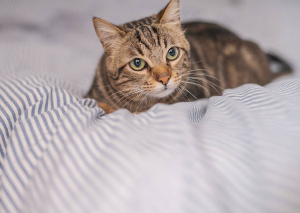 istock Beautiful short hair cat at home 1134245291