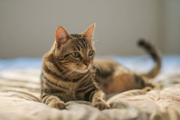 istock Beautiful short hair cat at home 1134245296