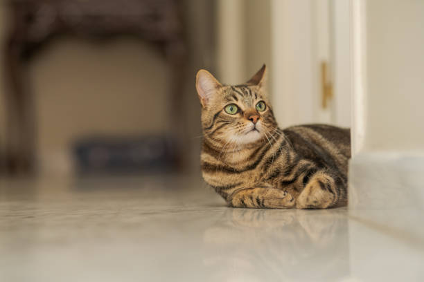 istock Beautiful short hair cat at home 1134245300