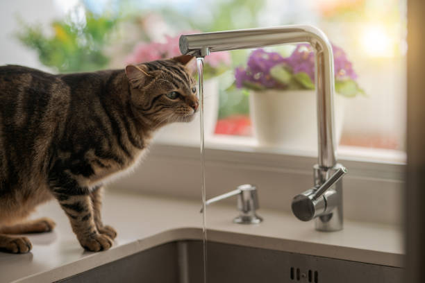 istock Beautiful short hair cat at home 1134245331