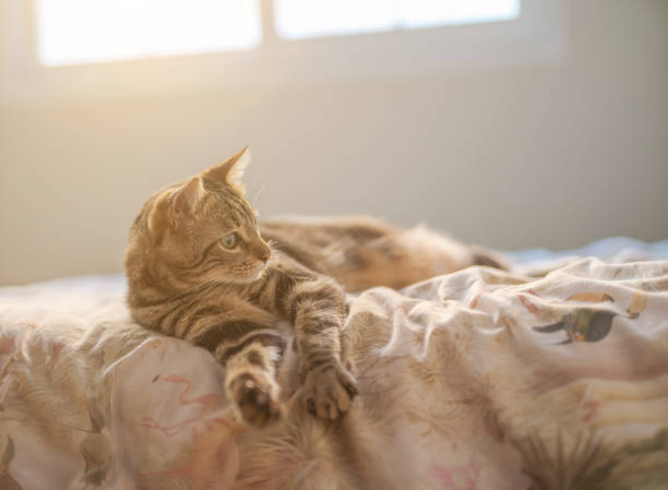 istock Beautiful short hair cat at home 1134245381