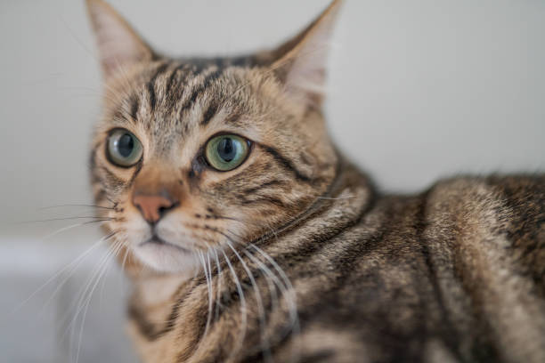 istock Beautiful short hair cat at home 1134245395