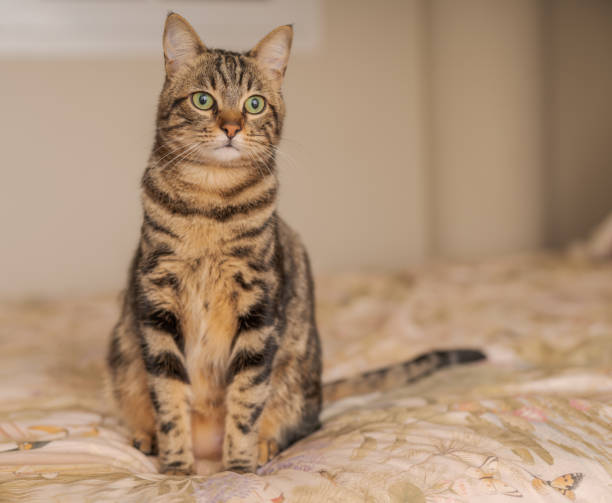istock Beautiful short hair cat at home 1134245512