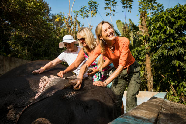 Tourists Cleaning Indian Elephants