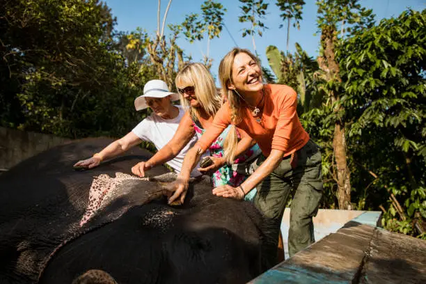 Photo of Tourists Cleaning Indian Elephants