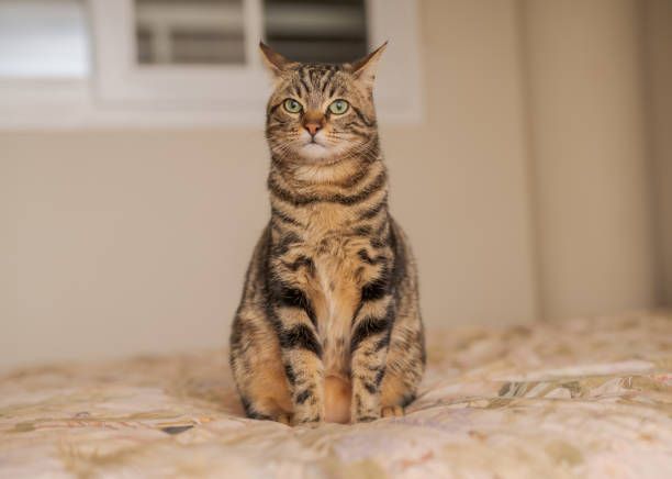 istock Beautiful short hair cat at home 1134245589