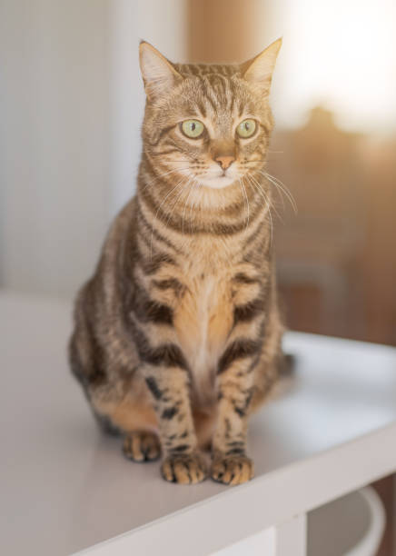 istock Beautiful short hair cat at home 1134245622