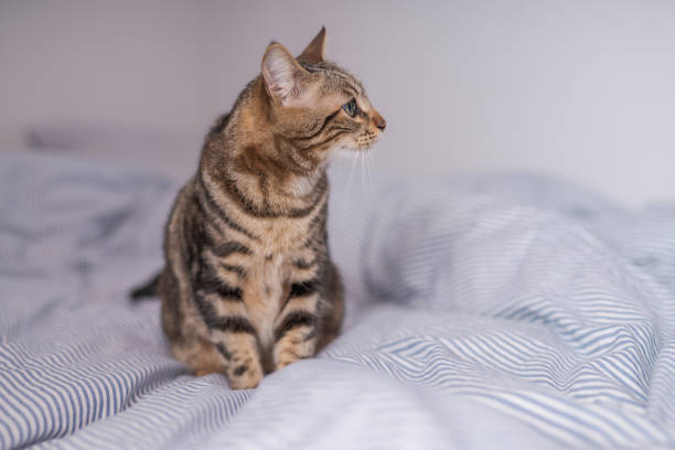 istock Beautiful short hair cat at home 1134245664