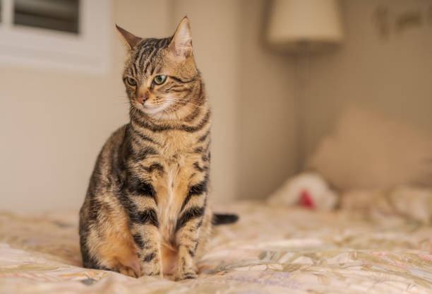 istock Beautiful short hair cat at home 1134245686