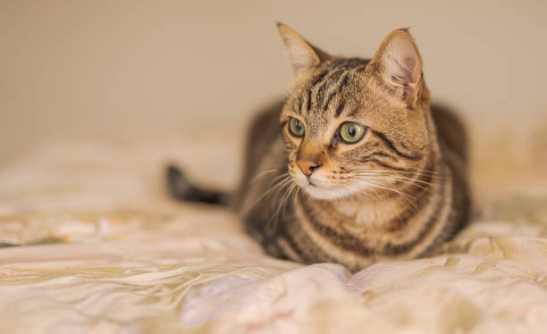 istock Beautiful short hair cat at home 1134245769
