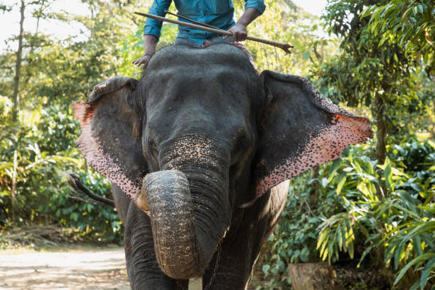 istock Indian Elephant in Rural Area 1134245863