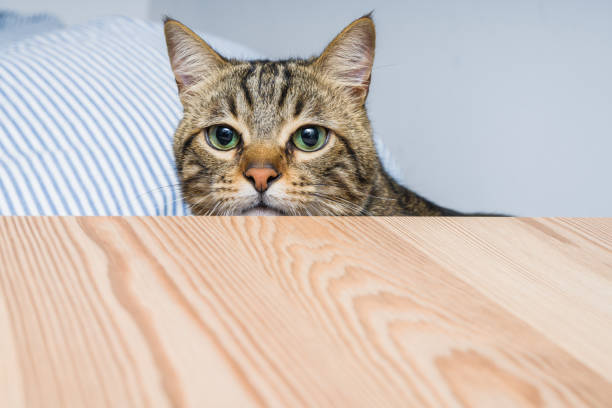 istock Beautiful short hair cat at home 1134246037