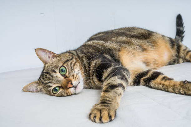 istock Beautiful short hair cat at home 1134246174
