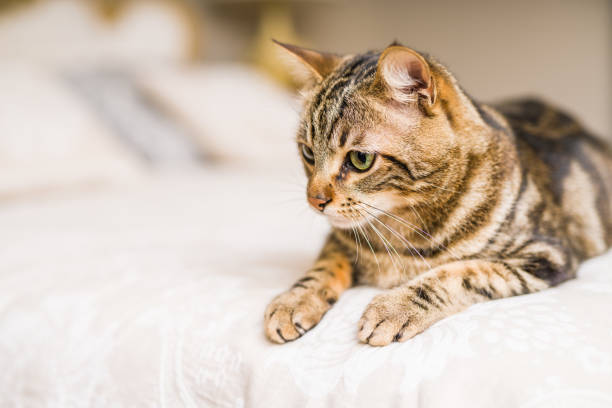 istock Beautiful short hair cat at home 1134246318