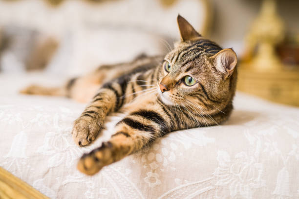 istock Beautiful short hair cat at home 1134246347