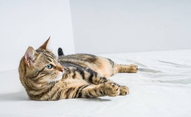 istock Beautiful short hair cat at home 1134246376