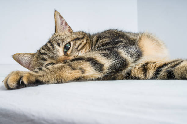 istock Beautiful short hair cat at home 1134246414