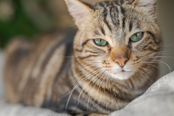 istock Beautiful short hair cat at home 1134246473