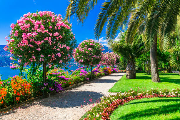 lago maggiore-hermosa "isola madre" con jardines florales ornamentales. norte de italia - islas borromeas fotografías e imágenes de stock
