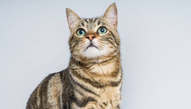 istock Beautiful short hair cat at home 1134246502