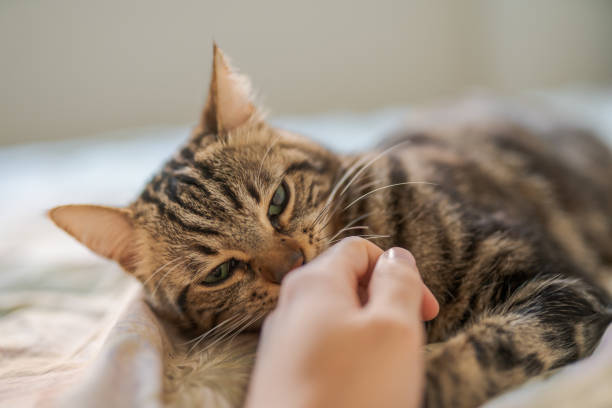 istock Beautiful short hair cat at home 1134246513
