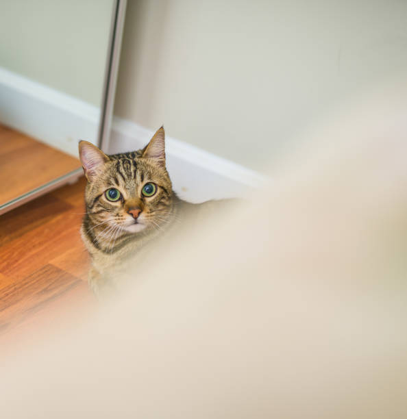 istock Beautiful short hair cat at home 1134246529