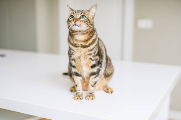 istock Beautiful short hair cat at home 1134246589