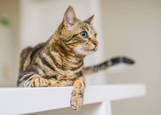 istock Beautiful short hair cat at home 1134246593